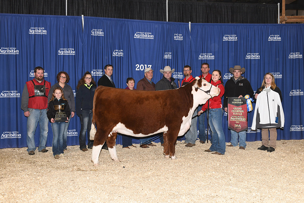 Hereford cow